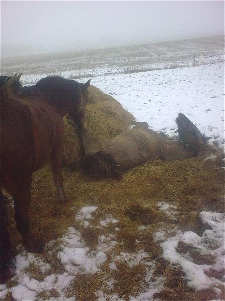 Anden særlig race Lumina ïn durere billede 8