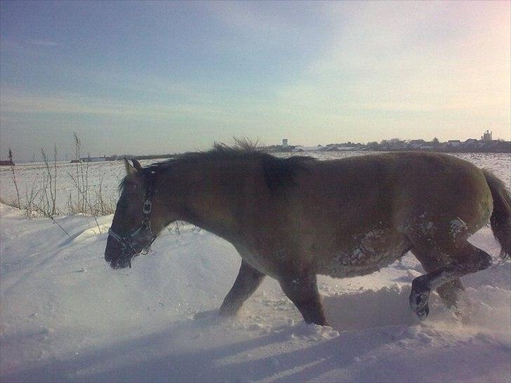 Anden særlig race Lumina ïn durere - Hun elsker sne!  billede 9