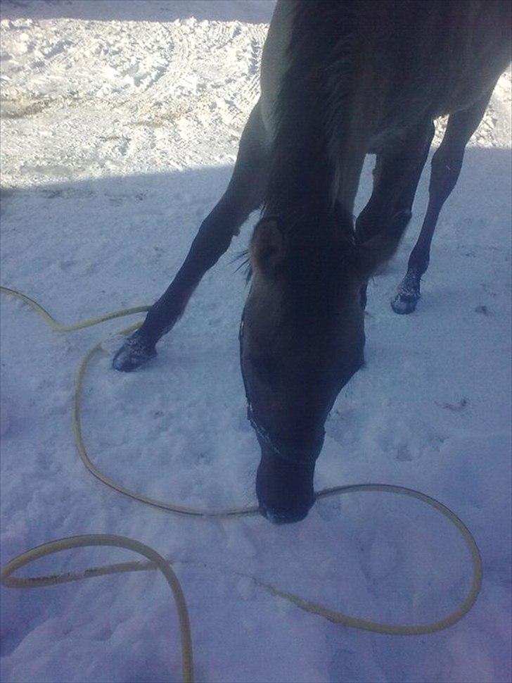 Anden særlig race Lumina ïn durere - Hun hjælper lige lidt med vandet :o) billede 10