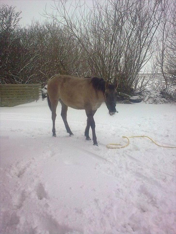 Anden særlig race Lumina ïn durere billede 11