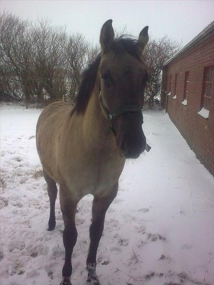 Anden særlig race Lumina ïn durere billede 12