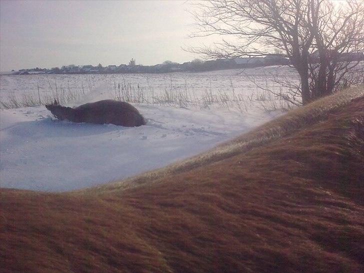 Anden særlig race Lumina ïn durere billede 13
