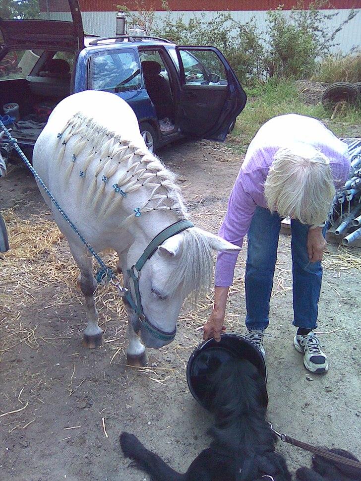 Anden særlig race Herkules - mormor, Herkules og max slapper af efter et stævne. billede 13