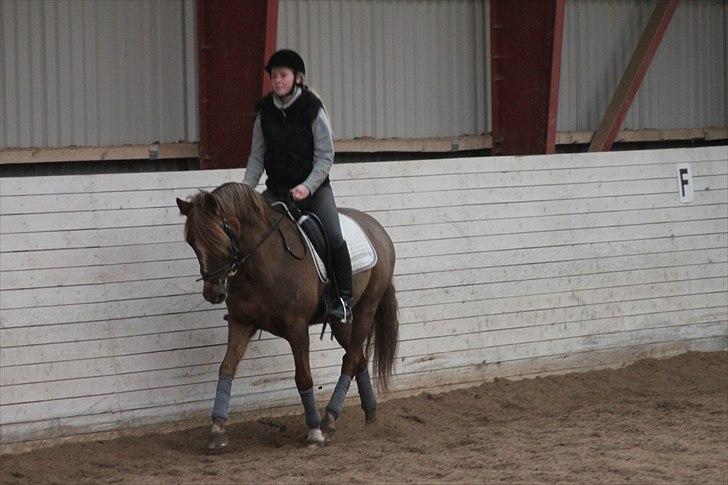 New Forest Lundemarksgårds Ild Opal - Mig og Ild Opal til undervisning. billede 9