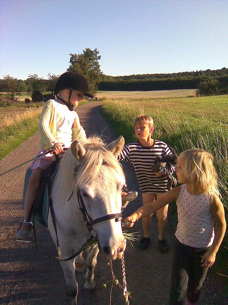 Anden særlig race Herkules - her trækker jeg min lille søster, der får lov til at ride herkules hjem efter en dejlig badetur billede 14