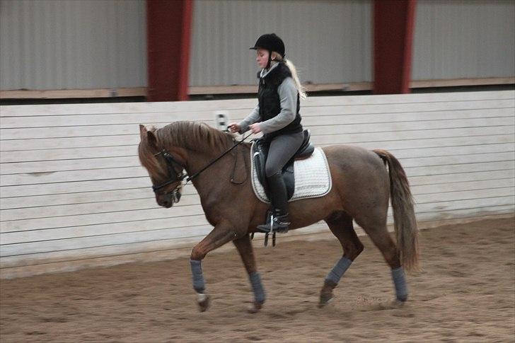 New Forest Lundemarksgårds Ild Opal - Smukke Ild Opal og mig, til træning. billede 10