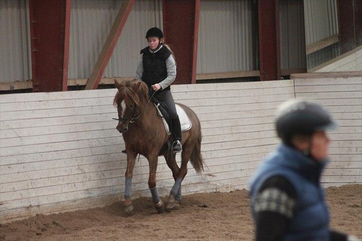 New Forest Lundemarksgårds Ild Opal - Min søde pony og jeg i galop. billede 12