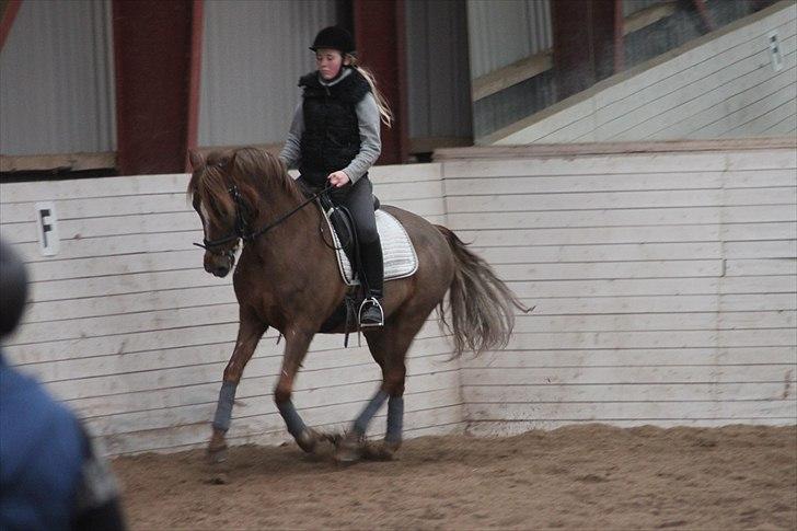 New Forest Lundemarksgårds Ild Opal - I galop igen. billede 13