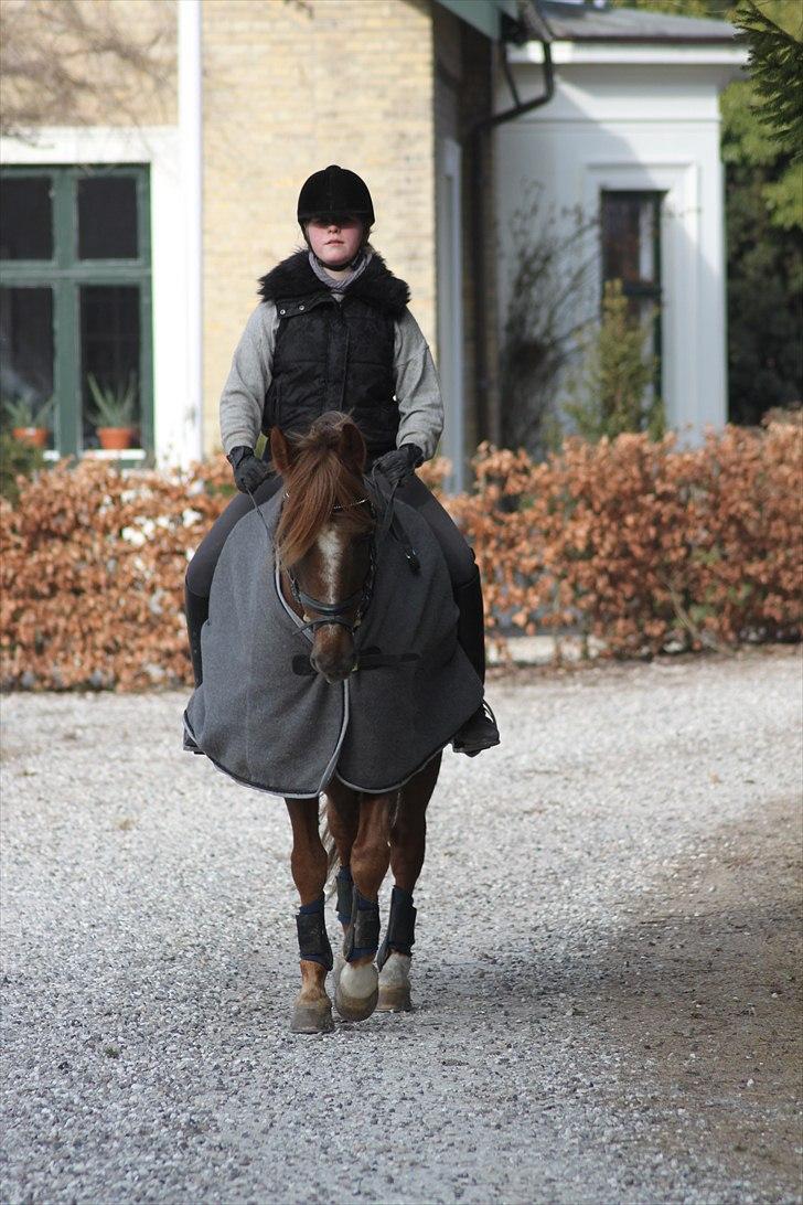 New Forest Lundemarksgårds Ild Opal - Mig og Ild Opal på tur. billede 14