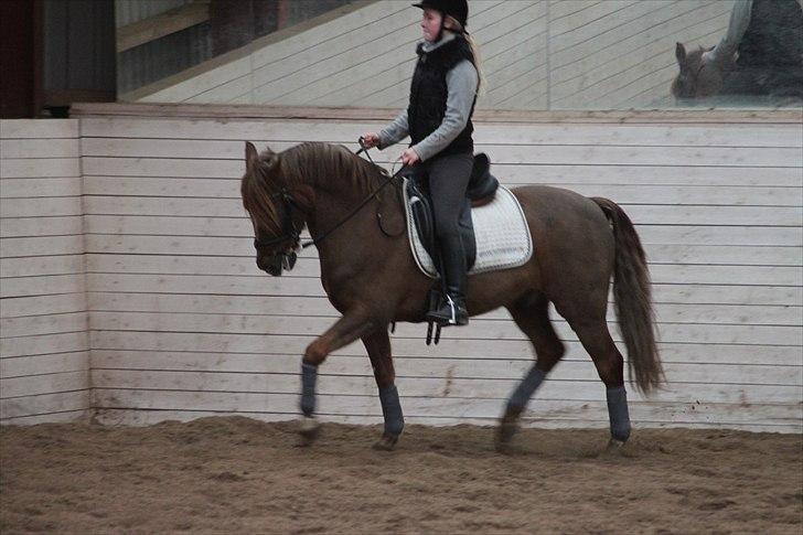 New Forest Lundemarksgårds Ild Opal - Vi får undervisning. billede 15