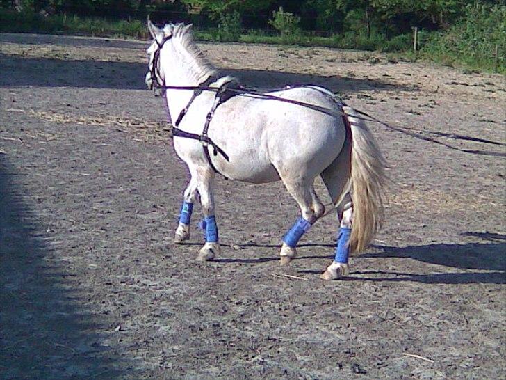 Anden særlig race Herkules billede 19