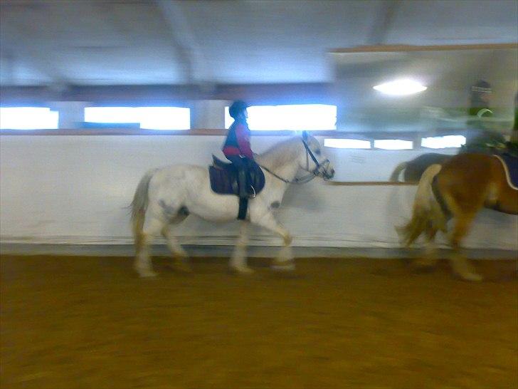 Anden særlig race Frederik - Lærke på 5 rider letridning billede 17