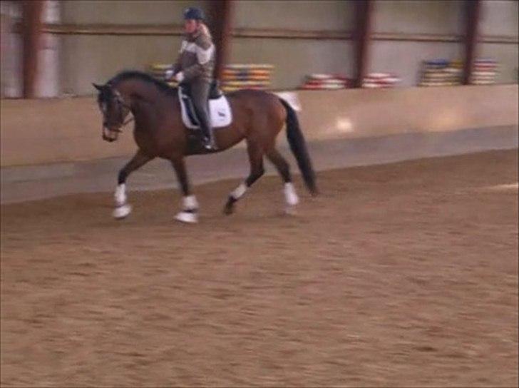 Dansk Varmblod Marielunds Legal Crime billede 13