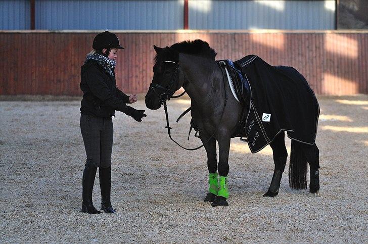 New Forest Lindholms Micky - Isa og Micky før træning<3 billede 15