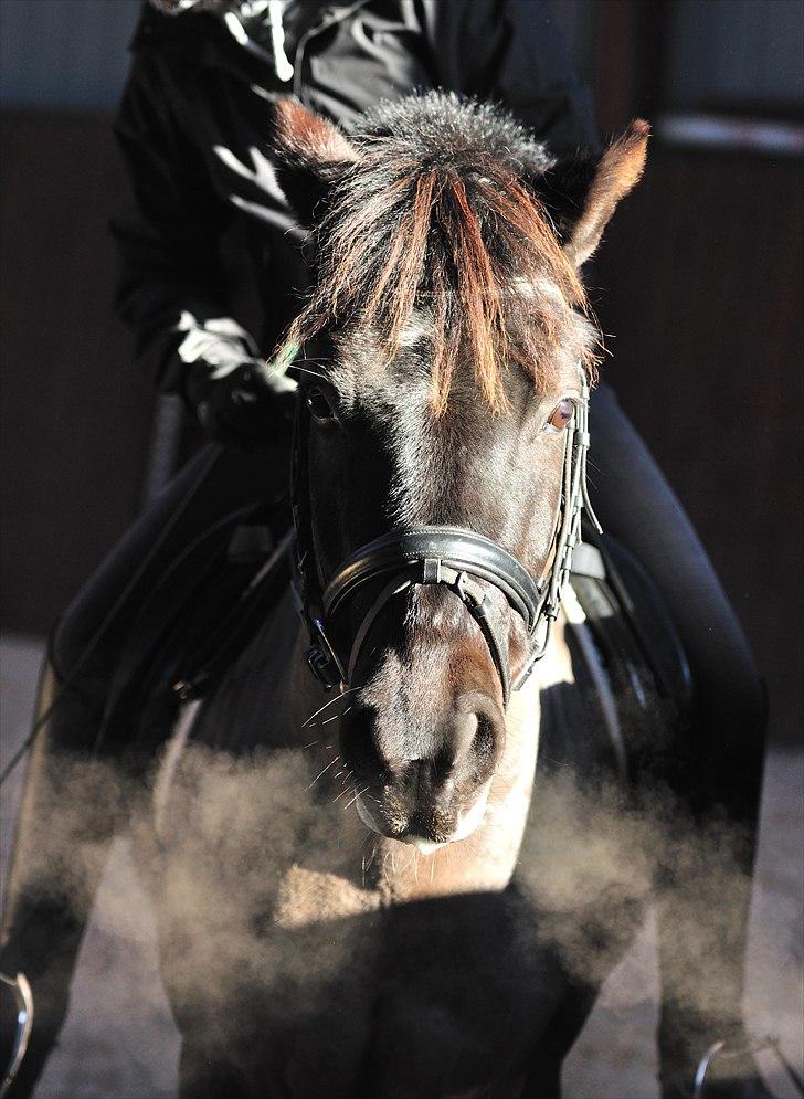 New Forest Lindholms Micky billede 16