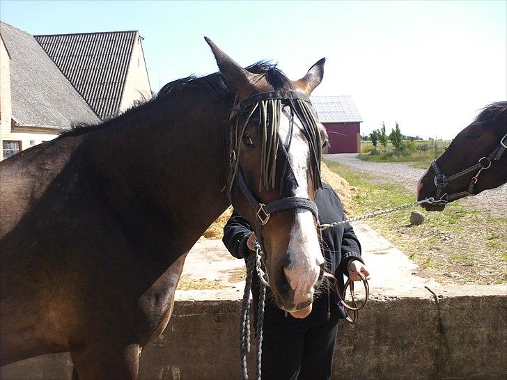 Oldenborg horsehavegaards´s martell billede 2