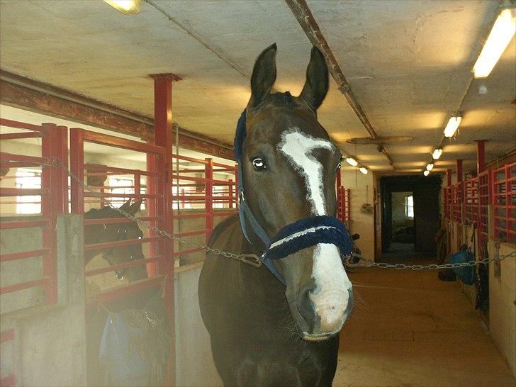 Oldenborg horsehavegaards´s martell billede 5