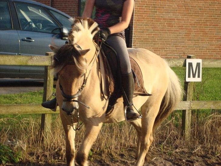 Fjordhest Felix billede 4