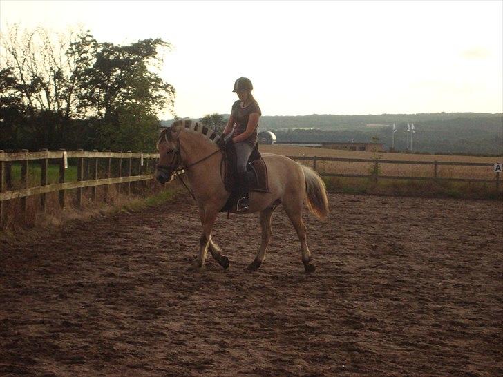 Fjordhest Felix billede 5