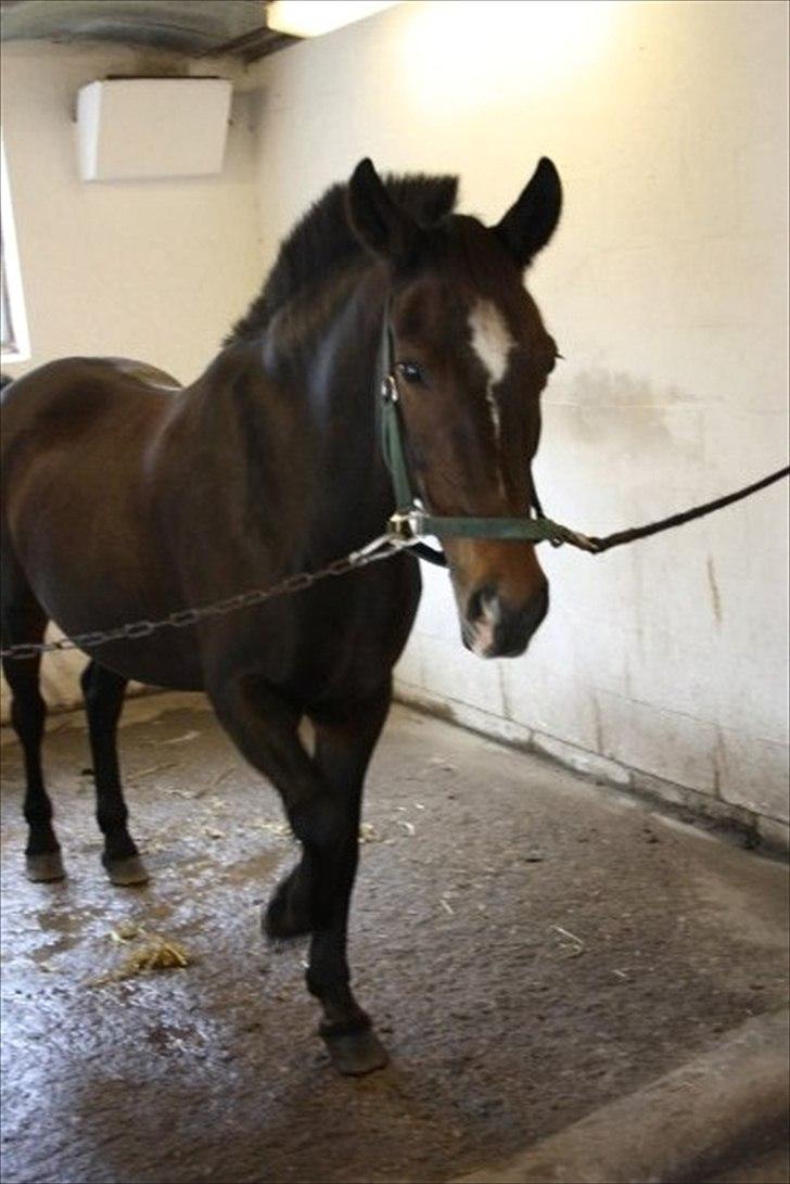 Anden særlig race Le Fleur billede 4