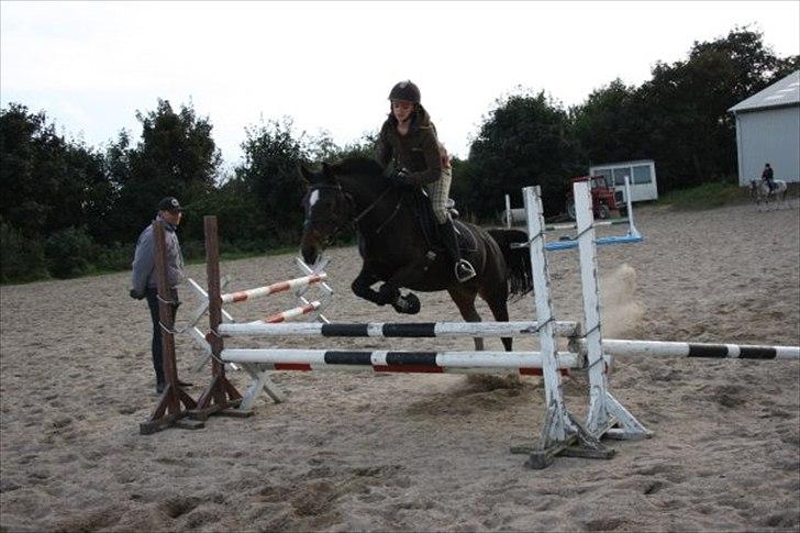 Anden særlig race Le Fleur billede 5