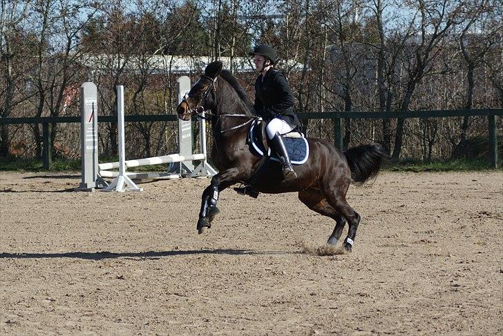 Anden særlig race Le Fleur billede 7