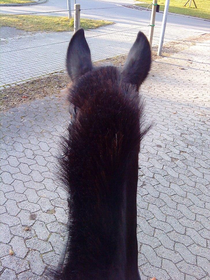 Anden særlig race Le Fleur billede 8