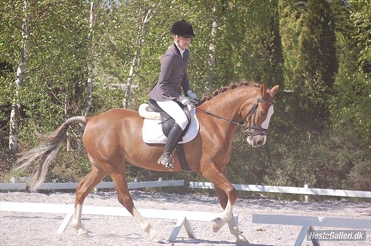 New Forest Bakkens Maltemay (solgt) - Klubmesterskab i dressur og vi vandt :D billede 9