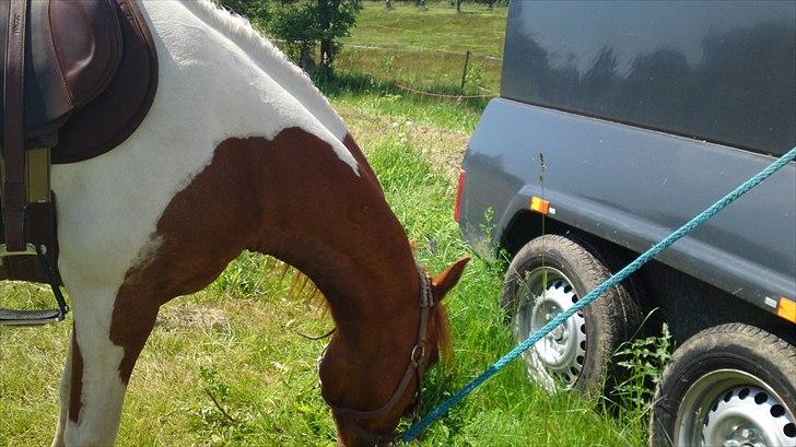 Pinto Lerke-lill SOLGT billede 12