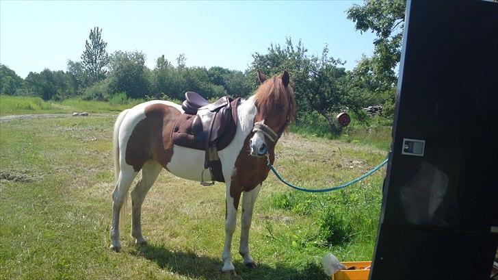 Pinto Lerke-lill SOLGT billede 13