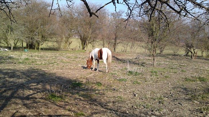 Pinto Lerke-lill SOLGT billede 14