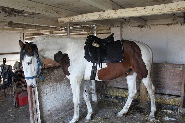 Pinto Enekær's Sambatino *Årets land og fritid hest* - Første gang Tino har saddel på..  billede 17