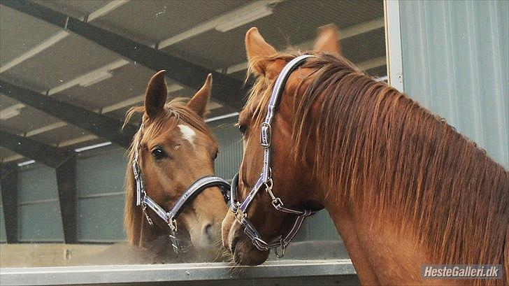 Dansk Varmblod  tågerods renee R.I.P billede 11