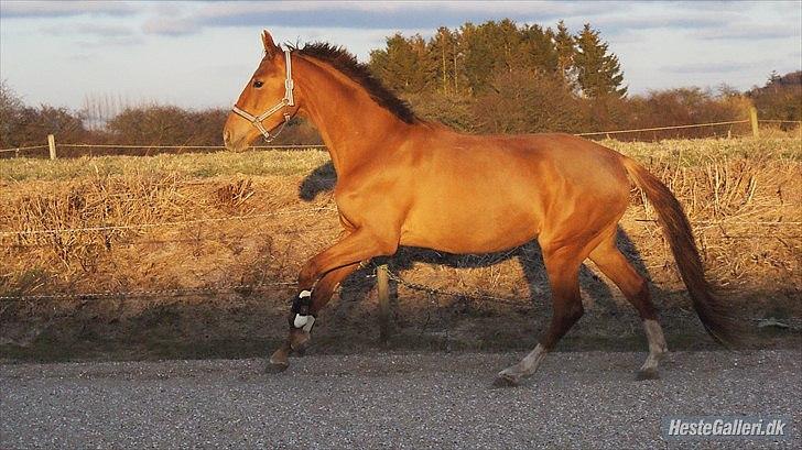 Dansk Varmblod  tågerods renee R.I.P billede 12