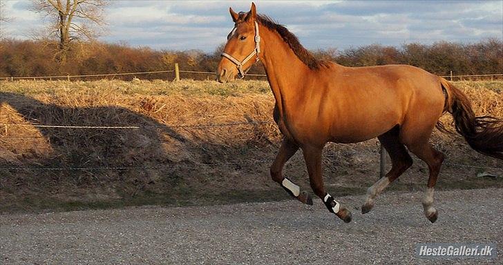 Dansk Varmblod  tågerods renee R.I.P billede 13
