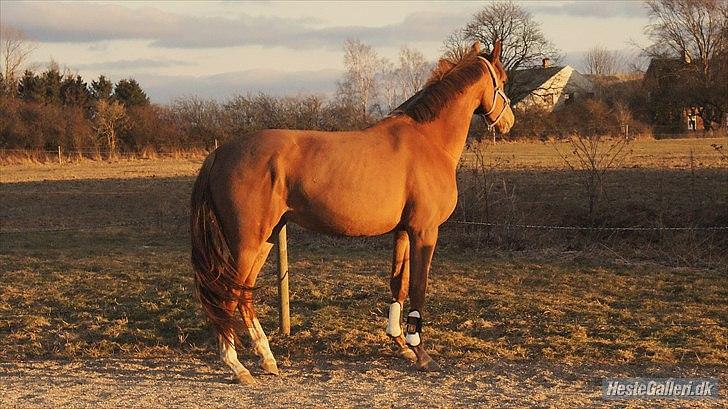 Dansk Varmblod  tågerods renee R.I.P billede 14