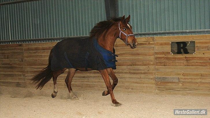 Dansk Varmblod  tågerods renee R.I.P billede 15