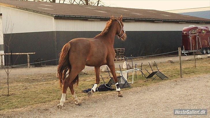 Dansk Varmblod  tågerods renee R.I.P billede 16