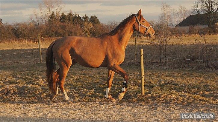 Dansk Varmblod  tågerods renee R.I.P billede 17