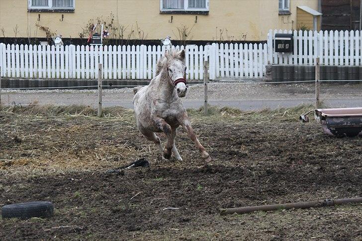 Knabstrupper Surprice billede 11