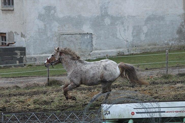 Knabstrupper Surprice billede 12