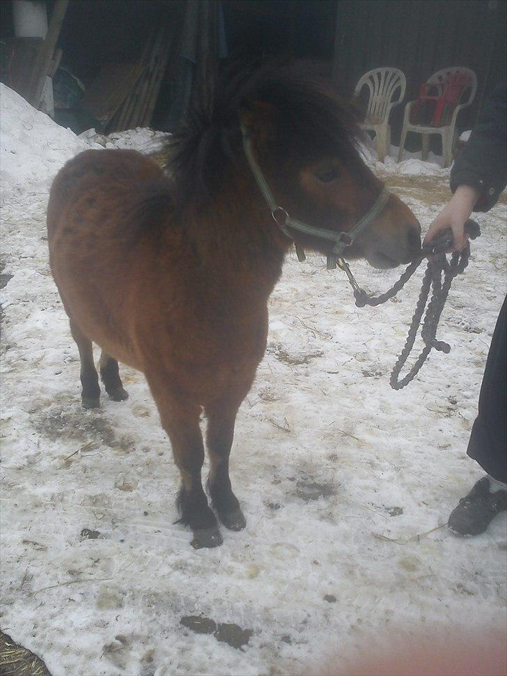 Anden særlig race charlie billede 1