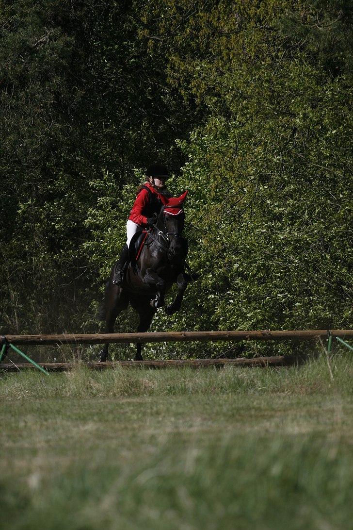 Pinto Daisy - Jagt 2011 :-) <3 Daisy er lækker! <3

 billede 4