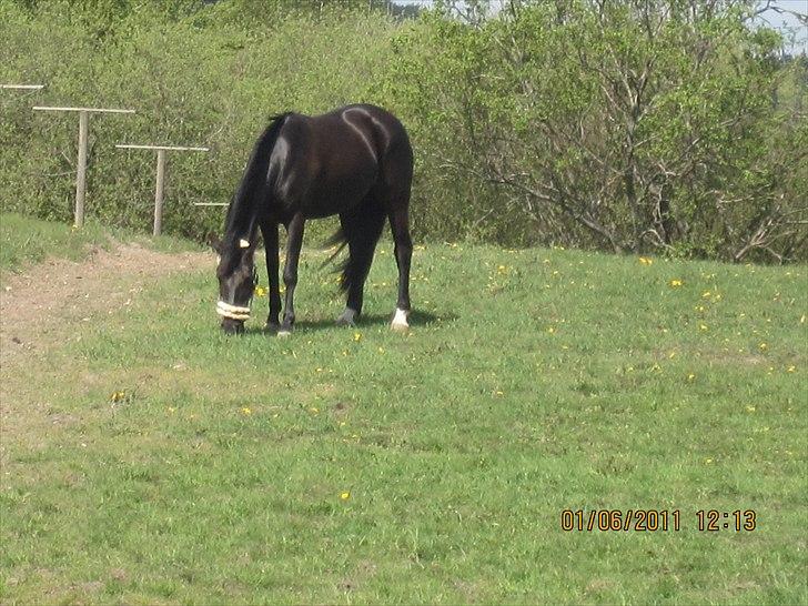 Pinto Daisy - Smukke Daisy på fold efter andet stævne sammen :´) <3

Taget af Stine billede 10