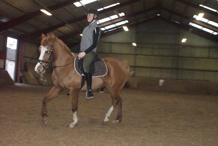 Anden særlig race Lima billede 16