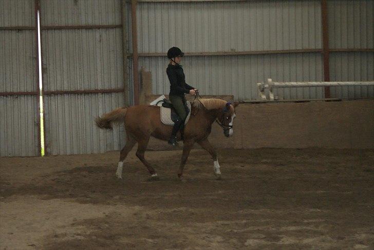 Anden særlig race Lima billede 17