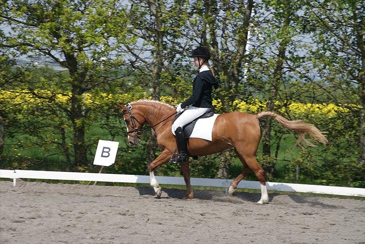 Anden særlig race Lima billede 19