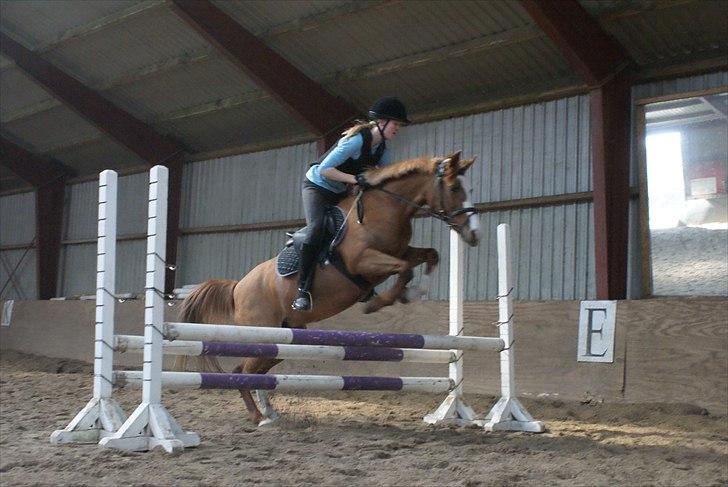 Anden særlig race Lima billede 20