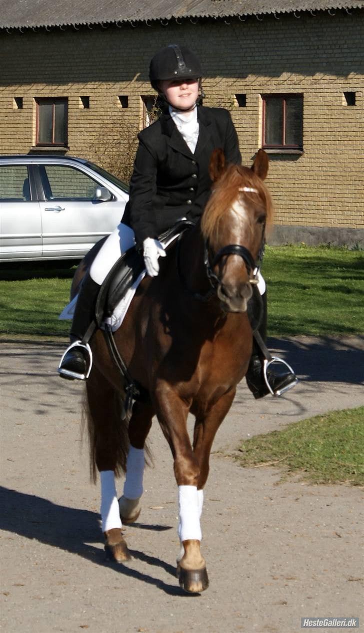 New Forest Lundemarksgårds Ild Opal - Ild Opal og jeg til vores første stævne, I april. billede 16