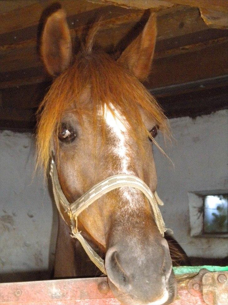 New Forest Lundemarksgårds Ild Opal - Ild Opal i boksen. billede 17